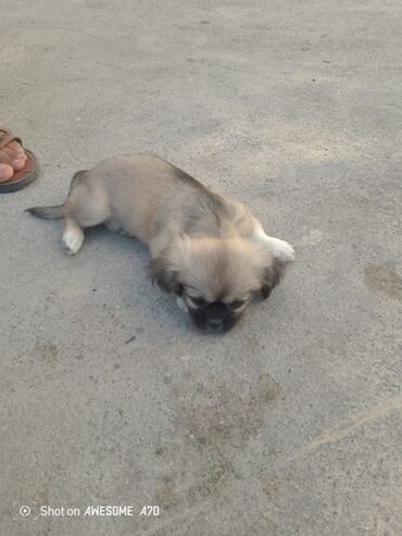 it boyunbağı: Pekines, 1 ay, Dişi