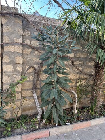 evkalipt ağacı: Salam. Yapoz ezgili agaci satilir. Her ölçüsü var. Qiymeti ölçüye