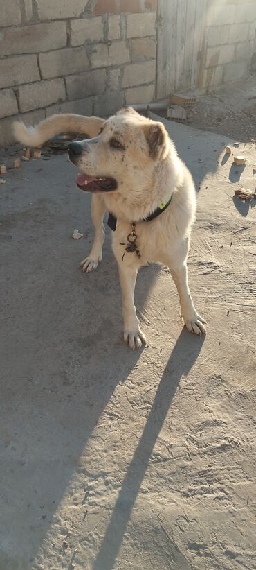 джек рассел терьер бишкек: PULSUZ VERİREM KİM İSDİYİR GELSİN APARSİN KÖÇÜRƏM DEYE YERİM YOXDU