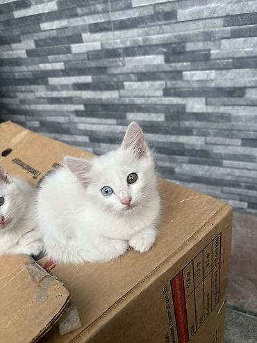 pişik cutleşdirme: Yaxşı əllərə — 2