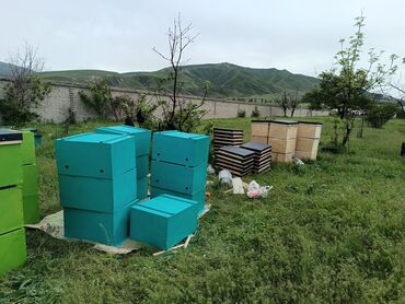 Другое оборудование для бизнеса: Ищу инвестора для развития и расширение пчеловодство возврат денег