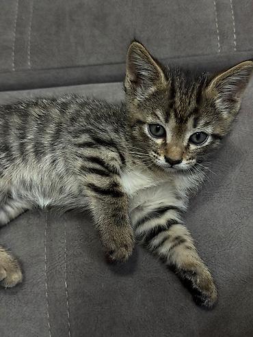 Отдам даром кошку: Отдадим в хорошие руки очаровательных котят — 2 малыша (девочки) ищут — 1