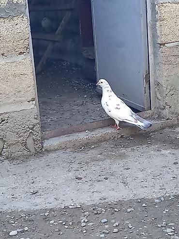 afcarka balalarinin satisi: Cins göyərçin – ağ əsas rəngdə, bədənində qəhvəyi-boz xallarla. Uzun — 3