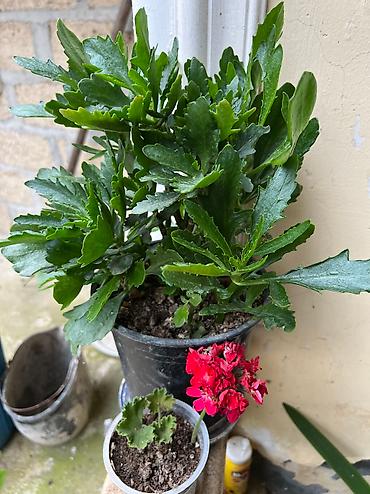 Otaq bitkiləri: Her cure guler var veregliyin baxin ancag xanimlara satiş olur Gencedi — 13