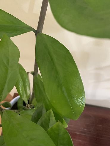 замиокулькас: Замиокулькас (ZZ plant) в декоративных горшках Все 4 оптом - 11000 В — 3