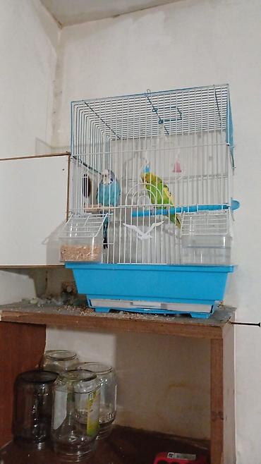 2 eded papugay satılır dişi erkek yuvası yem qabı su qabı yemi üstünde lalafo.az -da 2 eded papugay satılır dişi erkek yuvası yem qabı su qabı yemi üstünde
