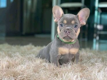 974 ads for count | lalafo.gr: French bulldog Puppies beautiful French bulldog Puppies for sale. 1