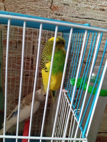 3eded rengli quslar yem qabi iki eded su qabi icinin aksesuarlari ve