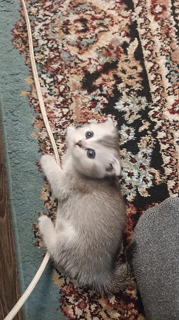 Pişiklər: Britan, Erkək, Dişi — 12