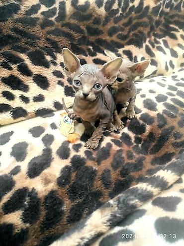 Pişiklər: Sfinks, Erkək, Dişi — 11