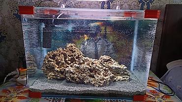 akvarium baliqlari: Şüşə akvarium seti - Ölçü: təxmini 60×35×40 sm (50–60 litr həcmə — 4