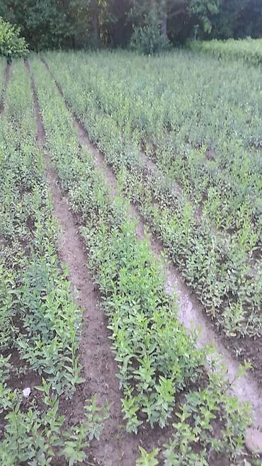 Саженцы бирючины (Ligustrum) для живых изгородей - Кустарник с at lalafo.kg Саженцы бирючины (Ligustrum) для живых изгородей - Кустарник с