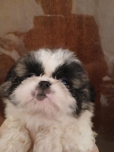 Продажа собак: Пекинес, 1 месяц, Самка — 7