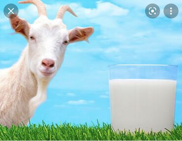 Продукты питания: Продаётся домашнее козье молоко кефир (без запаха) со сливочным