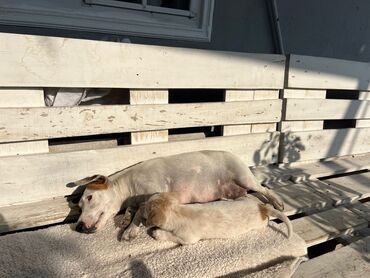 İtlər: Cek rassel teryer, 2 ay, Erkek, Ödənişli çatdırılma — 5