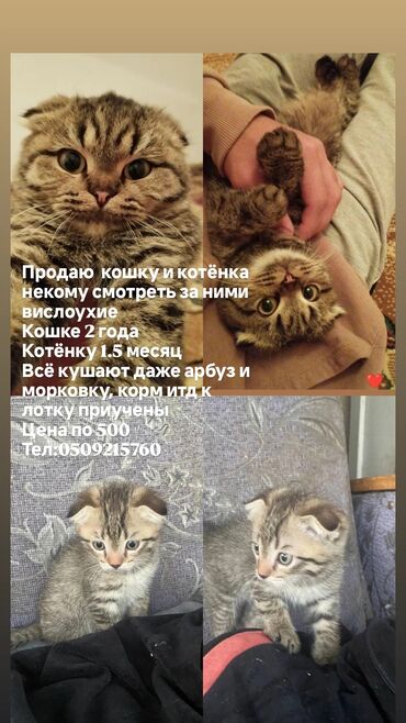 кошка шатланка: Предлагаются к продаже кошка и котенок породы шотландская вислоухая
