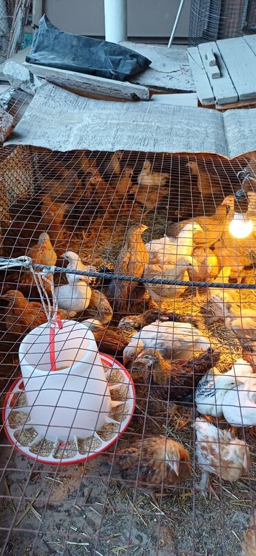 дикие птицы кыргызстана: Цыплята смешаные скучинским юбилейным 1,5 месяц