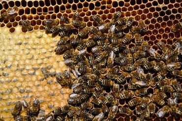 аренда животных: Продаю пчело пакеты по 4 рамки из них 3 расплод.Количество 25 пакетов