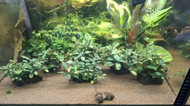 Аквариумы: Аквариумные растения — живые, выращенные в воде Предлагаются — 5