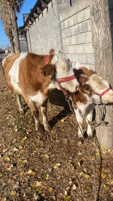 корм форели: Продаю | Корова (самка) | Полукровка | Для молока | После отела