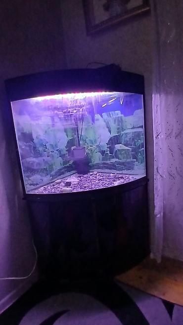 Akvariumlar: Künc tipli akvarium və şkaf komplekti - Forma: radius ön şüşəli künc — 2