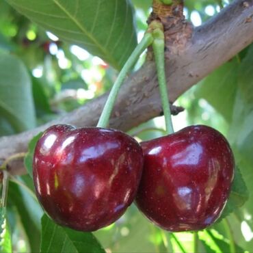 Ağaclar: Yalnız bizim təsərfatimizda bölgələrə uyğun olaraq ağacların kok — 11