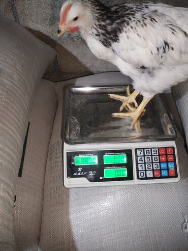 Ticarət tərəziləri: Məhsu:lcolpalar 46 günlükdür. 3 defe vaksin olub. Çəkiləri 700-980 — 1