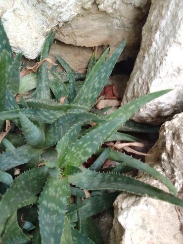 aloe vera gülü: Aloe Vera heyetde ekilir gubresizdi derman duzetmeye yararlidi