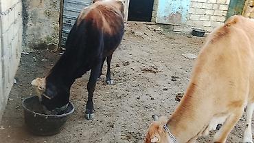 cucə və xoruz təmsil: Sağlam boğaz ineyler sağlamlıqlarina cavabdehəm qiymət her ikisine — 5