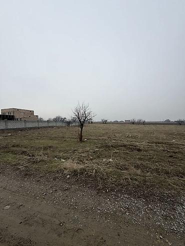15 соток, Курулуш, Кызыл китеп, Сатып алуу-сатуу келишими — 3
