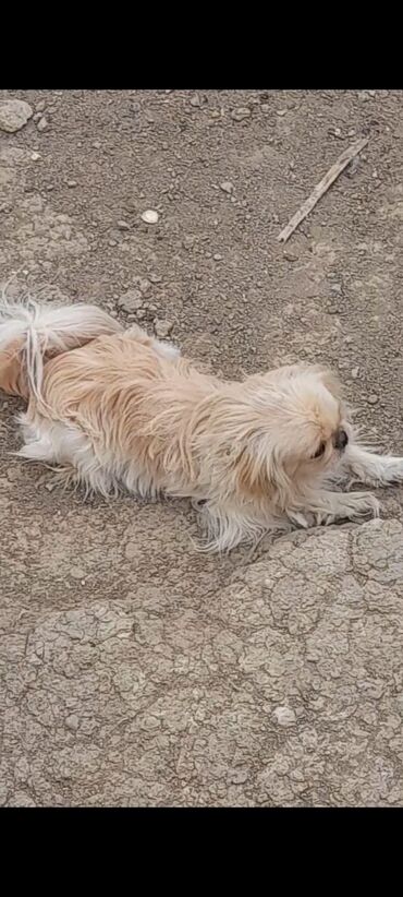 it golden: Pekines, 1 il, Dişi, Peyvəndli, Ödənişli çatdırılma