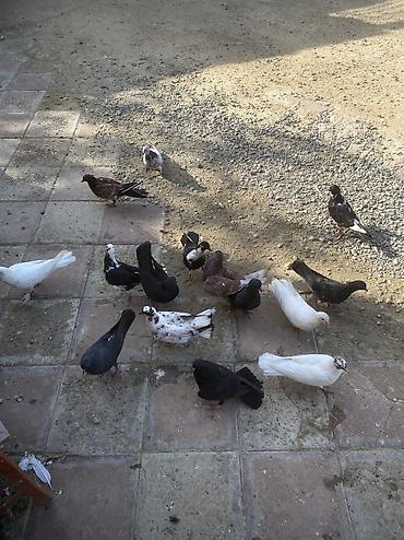 quşlar goyərcin: Tergizme heyvanlardır sağlamdılar icindi ucurmalığ balalarda var — 2