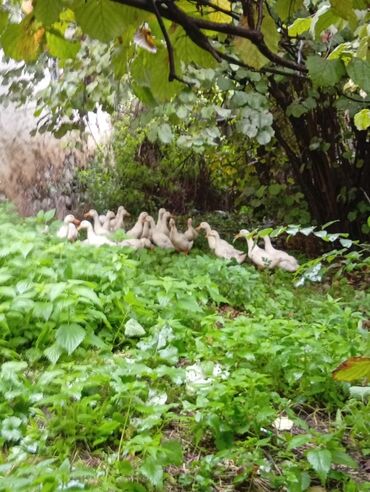 kuban ördek: 3 aylıq ördəklər satılır.21 dənədir.Qubanın yuxarı digah