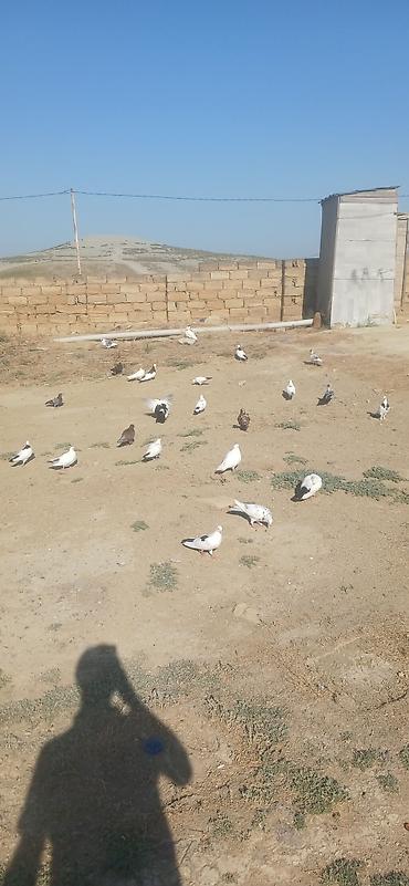 dekorativ goyərcin: Yuva setka 20 eded quw hamisi satilir tergidirem elimde ne varsa — 5