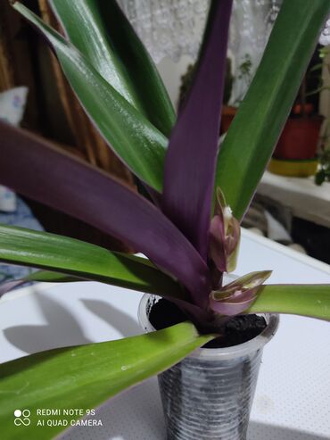 Другой декор и предметы интерьера: Распродажа Денежное дерево, толстянка, Поливать 1-2 раза в неделю — 24