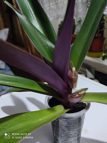 Другой декор и предметы интерьера: Распродажа остатков, комнатные растения по 100 сом. дорогие цветы тоже at lalafo.kg — 25 Другой декор и предметы интерьера: Распродажа остатков, комнатные растения по 100 сом. дорогие цветы тоже — 25