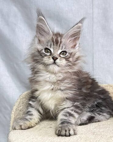 Other: Maine coon Kittens για δωρεάν υιοθεσία Προσφέρουμε υγιεινά και