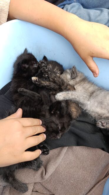 одежда для котят: Беспородная, 1 месяц, Мальчик, Черный