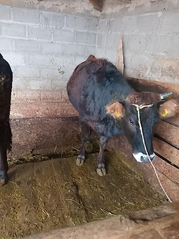 Коровы, быки: Продаю | Бык (самец) — 7