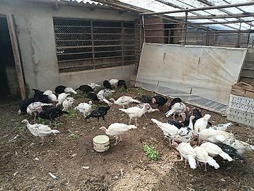 Məhsul: Hind quşları (sürü halında) Qiymət son 1 eded 25 azn Təsvir: -