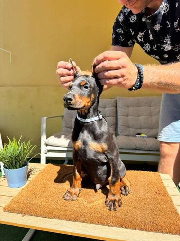 Psi: Doberman stenad. Ostenjeni su 28.06.2025. Spremni su za preuzimanje — 14