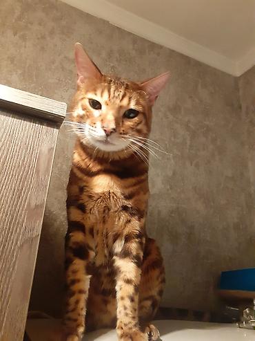 Продажа кошек: Бенгал на вязку Особенности: - Крупные выразительные глаза, широкие — 8