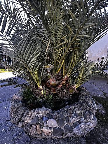 banan agaci: Xurma (xurma xurması) palmı – həyət və bağ sahələri üçün dekorativ iri — 3