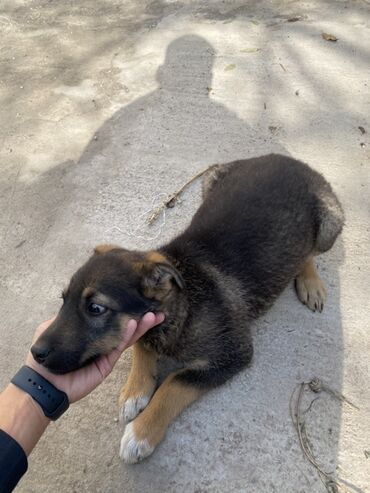 европейский доберман купить: Ит бекер берилет: Немис овчаркасы, 2 айлык, Эркек, Эмделген