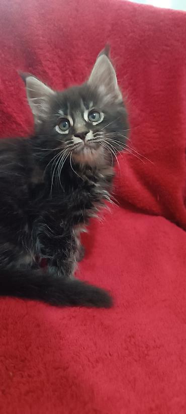 Кошки: Мейн-Куны 🥰🥰🥰. Продаются котята Рысята ♥️ Чистокровные, Шикарные — 6