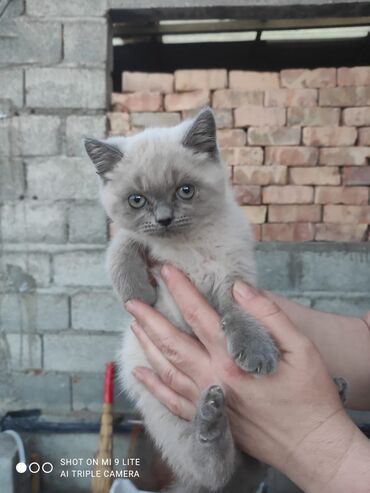 жугору бишкек: Срочно продаю котят мальчик и девочка по 2-2,5 месяца,породистые