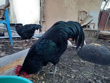 Куры, петухи: Продаю | Куры | Домашняя | Для разведения — 6