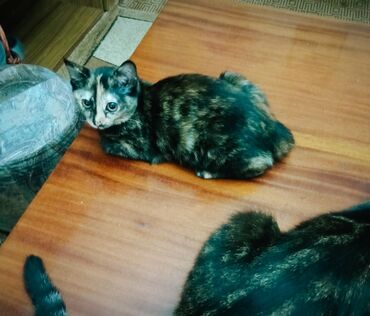 Коты: Славная девочка Яшма! 3 мес., спокойная, воспитанная, умница, нежная