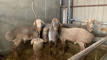 овцы гиссары: Продаю | Баран (самец) | Гиссарская, Арашан