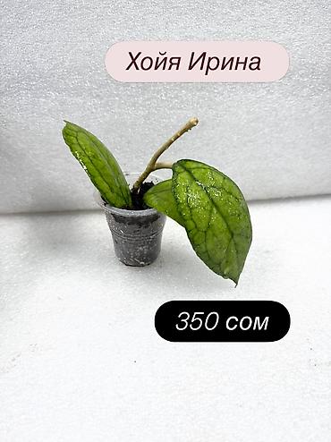 Хойи: Хойя (Hoya) Nui 400 сом( Hoya macrophylla 250 сом Хойя — 16